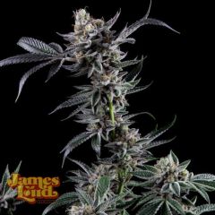James Loud Genetics Kuru Kashi Femnisierte Hanfsamen Blüte