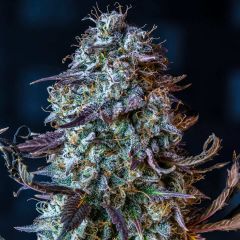 Mephisto Genetics Mephisto's Wedding Automatic Hanfsamen