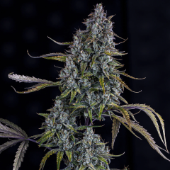 Sour Bubbly Auto