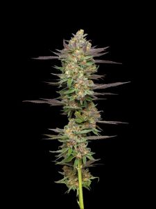 Mint Jelly Auto