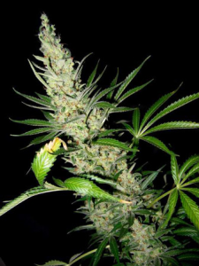 Mr Nice Master Kush x Skunk Reguläre Hanfsamen