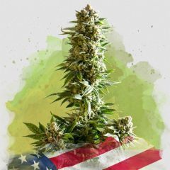 Nirvana Seeds Girl Scout Cookies AutomaticHanfsamen Cannabisblüte