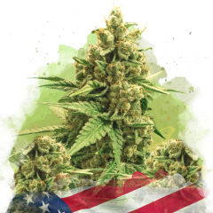 Original Glue Auto