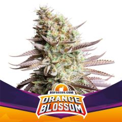 Orange Blossom Feminisiert