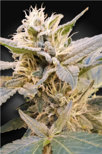 CBD Delight Feminisiert