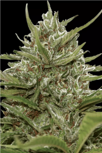 Paradise Seeds Whiteberry Automatic Hanfsamen