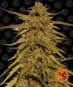 Pineapple Haze Regulär