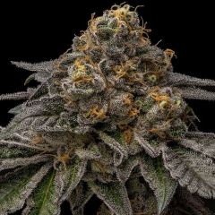 Ripper Seeds Break Pad Breath Feminisierte Cannabissamen Cannabisblüte