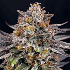 Ripper Seeds CandyGaz Feminisierte Cannabissamen Cannabisblüte