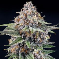 Ripper Seeds EyeBallz Feminisierte Cannabissamen Cannabisblüte