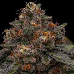 Ripper Seeds Korenji Feminisierte Hanfsame Cannabisblüte