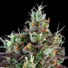 Sour Ripper Feminisiert