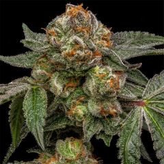 Ripper Seeds Zake Feminisierte Hanfsame Cannabisblüte