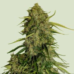 Atlas F1 Auto