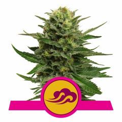 Blue Mystic Feminisiert