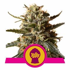 Bubblegum XL Feminisiert
