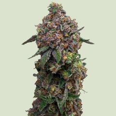 Cosmic Cheddar F1 Feminisiert