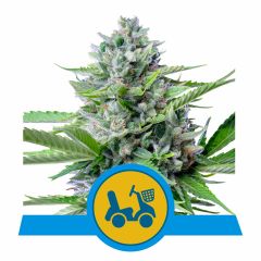 Fast Eddy CBD Automatic