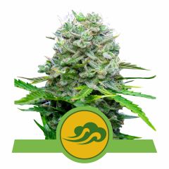 Royal Queen Seeds Royal Bluematic Automatic Hanfsamen