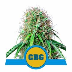 Royal Queen Seeds Royal CBG Automatic Hanfsamen