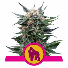 Royal Gorilla Feminisiert