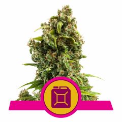 Sour Diesel Feminisiert