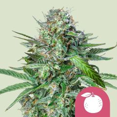 Royal Queen Seeds Tangie Hanfsamen