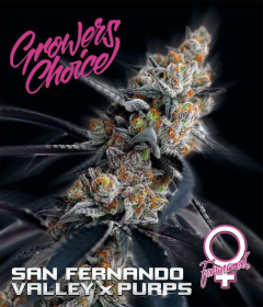 San Fernando Valley X Purps Feminisiert