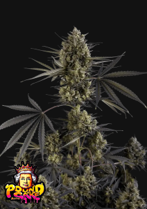 Pound Cake Auto