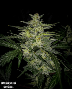 Mephisto Genetics Skylar White Automatic Hanfsamen