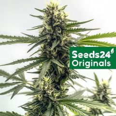 AK-47 Feminisiert