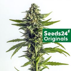 Amnesia Haze F1 Auto