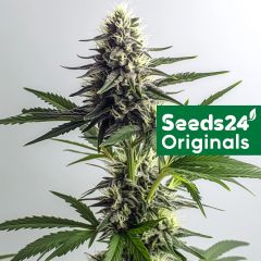 Gorilla Glue #4 Feminisiert