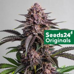 Seeds24 Purple Punch F1 Cannabis Blüte 