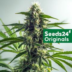 Skunk #1 Auto