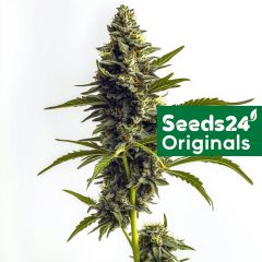 Super Lemon Haze Feminisiert