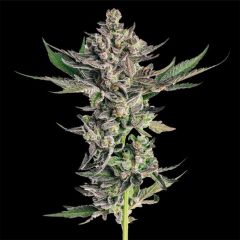 Seedsman Seeds Northern Lights 99 Feminisierte Hanfsamen Blüte