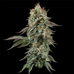 Seedsman Seeds Sour Diesel Feminisierte Hanfsamen Blüte