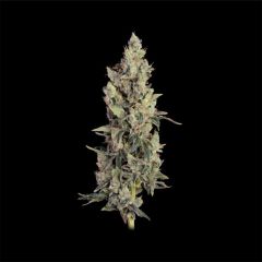 Seedsman Seeds Thai Cookies Automatic Hanfsamen Blüte