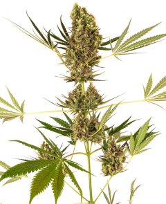 Alpine Delight CBD 30:1 Auto