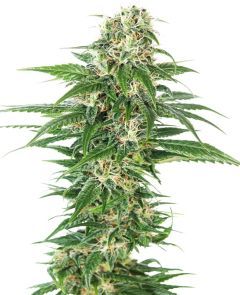 sensi seeds Sensi Early Skunk Feminisierte Hanfsamen Cannabisblüte