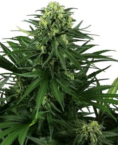 Honey Melon Kush Feminisiert
