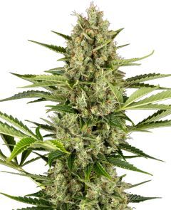 sensi seeds Sensi Jack Herer Feminisierte Hanfsamen Cannabisblüte