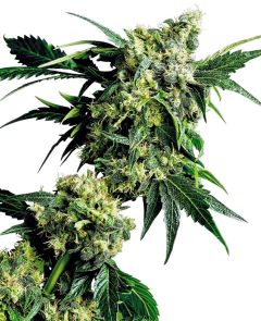 sensi seeds Mr Nice G13 x Hash Plant hanfpflanze