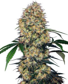 Sensi Amnesia XXL Auto