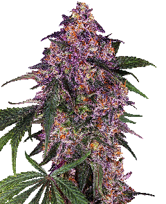 Sensi Purple Kush Feminisiert