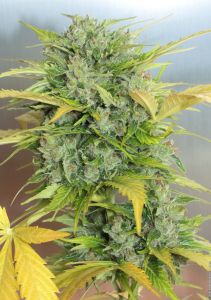 AK-47 Auto