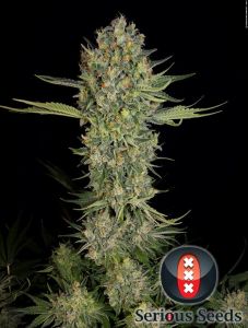 Serious Kush Feminisiert