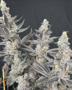 Solfire Gardens Diamond Daggers Feminisierte Cannabissamen Blüte