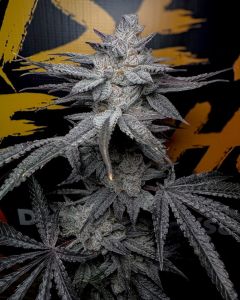 Solfire Gardens Rubicite Feminisierte Cannabissamen Blüte